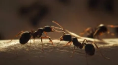 Ефективни агенти од мравки во куќата